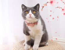 Load image into Gallery viewer, Cat Collar