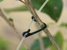 Load image into Gallery viewer, 50PCS Vines Fastener Tied Buckle Plant Vegetable Grading Clips