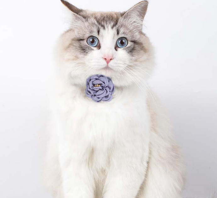 Cat Collar Flower Design