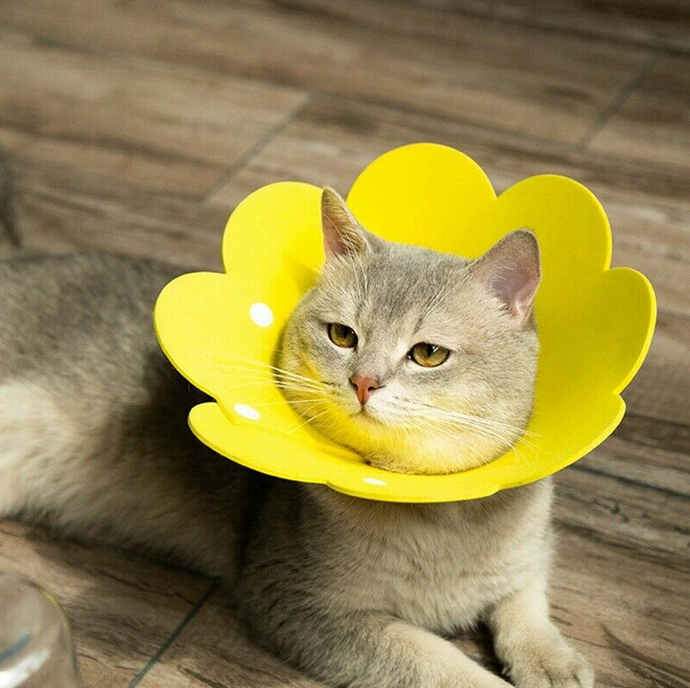 Cat Protection Anti Licking Collar L