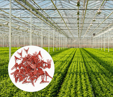 Load image into Gallery viewer, 50pcs Grafting Clips Garden Plant Support Flower Vine Stalks Fix Grow Upright
